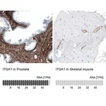 Merck Monoclonal Anti-ITGA1 antibody produced in mouse