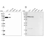 Merck Anti-CHML antibody produced in rabbit