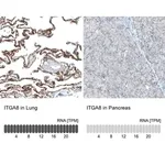 Merck Monoclonal Anti-ITGA8 antibody produced in mouse