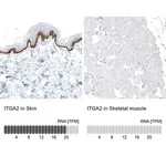 Merck Monoclonal Anti-ITGA2 antibody produced in mouse