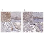 Merck Anti-HSP90AB1 antibody produced in rabbit