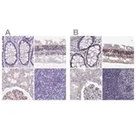 Merck Anti-MPP5 antibody produced in rabbit