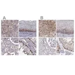 Merck Anti-HSP90AB1 antibody produced in rabbit