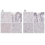 Merck Anti-RUNDC3A antibody produced in rabbit