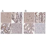 Merck Anti-PLEKHG3 antibody produced in rabbit