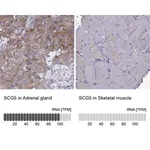 Merck Anti-SCG5 antibody produced in rabbit