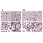 Merck Anti-RCOR3 antibody produced in rabbit
