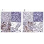 Merck Anti-IGSF1 antibody produced in rabbit