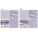 Merck Anti-PDE6A antibody produced in rabbit