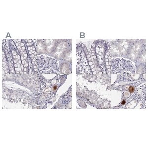 Merck Anti-C16orf89 antibody produced in rabbit