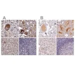 Merck Anti-AFM antibody produced in rabbit