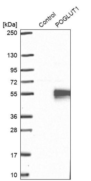Merck Anti-POGLUT1 antibody produced in rabbit