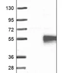 Merck Anti-POGLUT1 antibody produced in rabbit