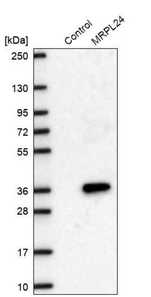 Merck Anti-MRPL24 antibody produced in rabbit