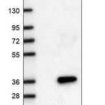 Merck Anti-MRPL24 antibody produced in rabbit