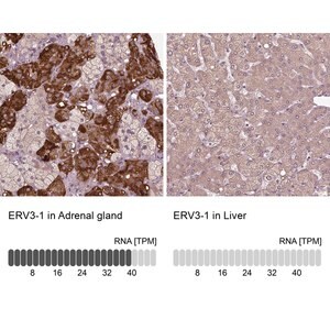 Merck Anti-ERV3-1