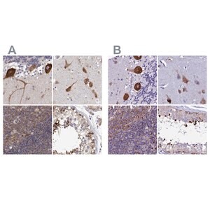 Merck Anti-EEF1G antibody produced in rabbit