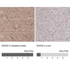 Merck Anti-EXOG antibody produced in rabbit