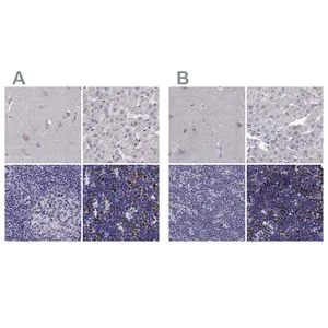 Merck Anti-UHRF1 antibody produced in rabbit