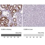 Merck Anti-CUBN antibody produced in rabbit