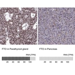 Merck Anti-FTO