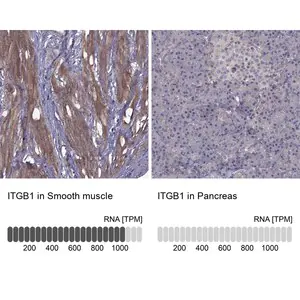 Merck Anti-ITGB1