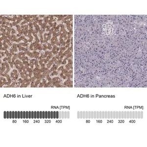 Merck Anti-ADH6