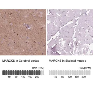 Merck Anti-MARCKS