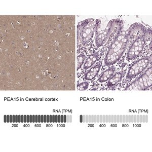 Merck Anti-PEA15