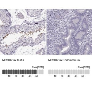 Merck Anti-MROH7