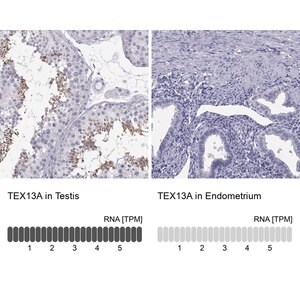 Merck Anti-TEX13A