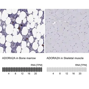 Merck Anti-ADORA2A
