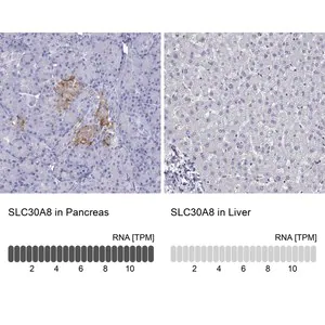 Merck Anti-SLC30A8