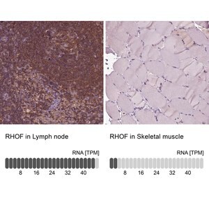 Merck Anti-RHOF