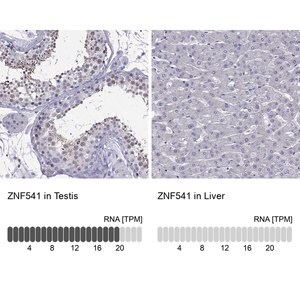 Merck Anti-ZNF541