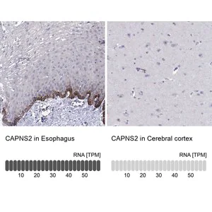 Merck Anti-CAPNS2