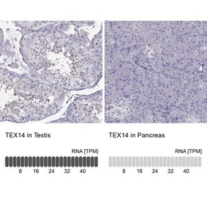 Merck Anti-TEX14