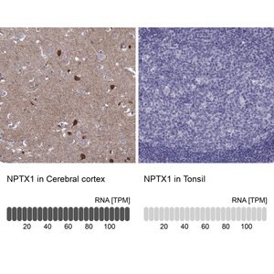 Merck Anti-NPTX1