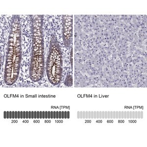 Merck Anti-OLFM4