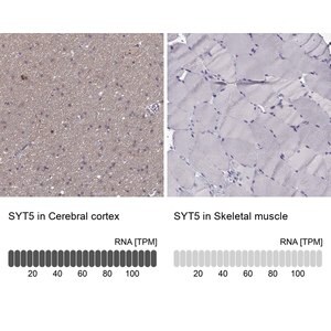 Merck Anti-SYT5
