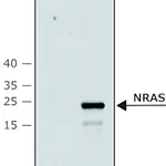 Merck Anti-NRAS (C-terminal) antibody produced in rabbit