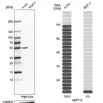 Merck Anti-SEPT10 antibody produced in rabbit