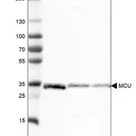 Merck Monoclonal Anti-MCU antibody produced in mouse