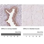 Merck Anti-GRHL3 antibody produced in rabbit