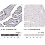 Merck Monoclonal Anti-FOXJ1 antibody produced in mouse