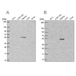 Merck Anti-EED antibody produced in rabbit