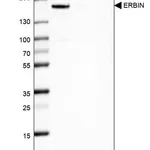 Merck Anti-ERBIN antibody produced in rabbit