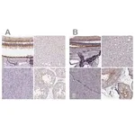 Merck Anti-RPGRIP1 antibody produced in rabbit