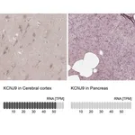 Merck Anti-KCNJ9 antibody produced in rabbit