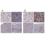 Merck Anti-CCNF antibody produced in rabbit